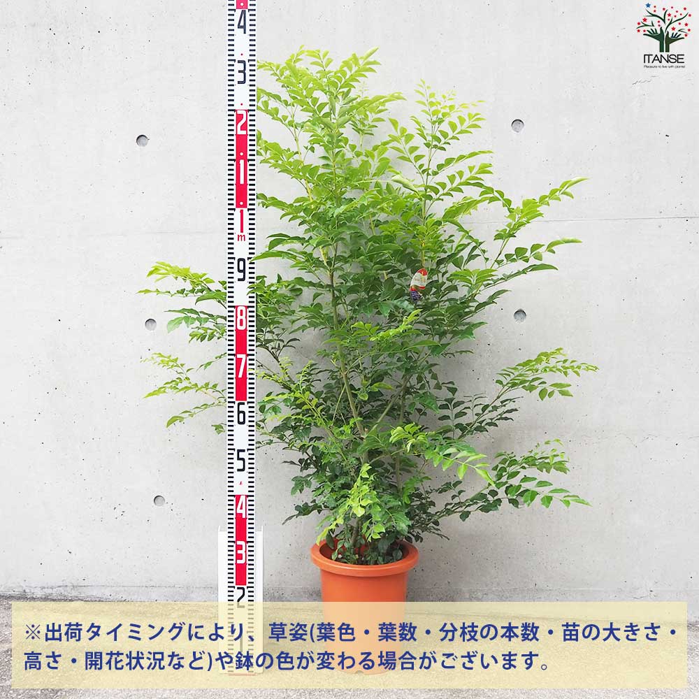 観葉植物 シマトネリコ 【観葉植物 8号鉢／1個売り】｜ 【植物の