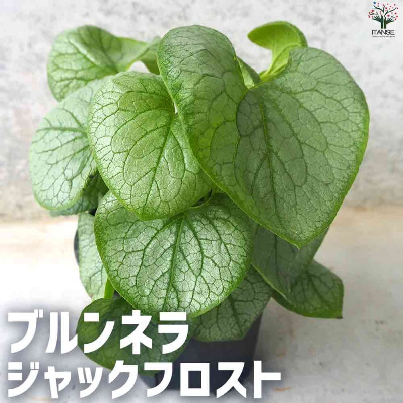 極小輪ビオラ・フルーレット ラビット系&スペシャルカラー3個～【花苗