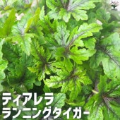 ティアレア  ランニングタイガー 【花苗 5号ポット】|花苗