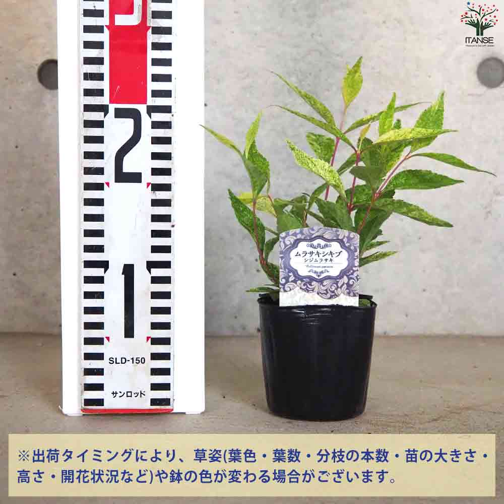 マダラさま♡③♡アメさんポイント♡