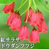 紅サラサ ドウダンツツジ 【庭木 4号鉢】|植木・花木