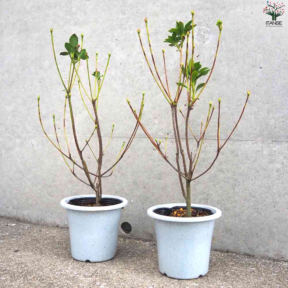 紅サラサ ドウダンツツジ 【庭木 4号鉢】｜ 【植物のITANSE