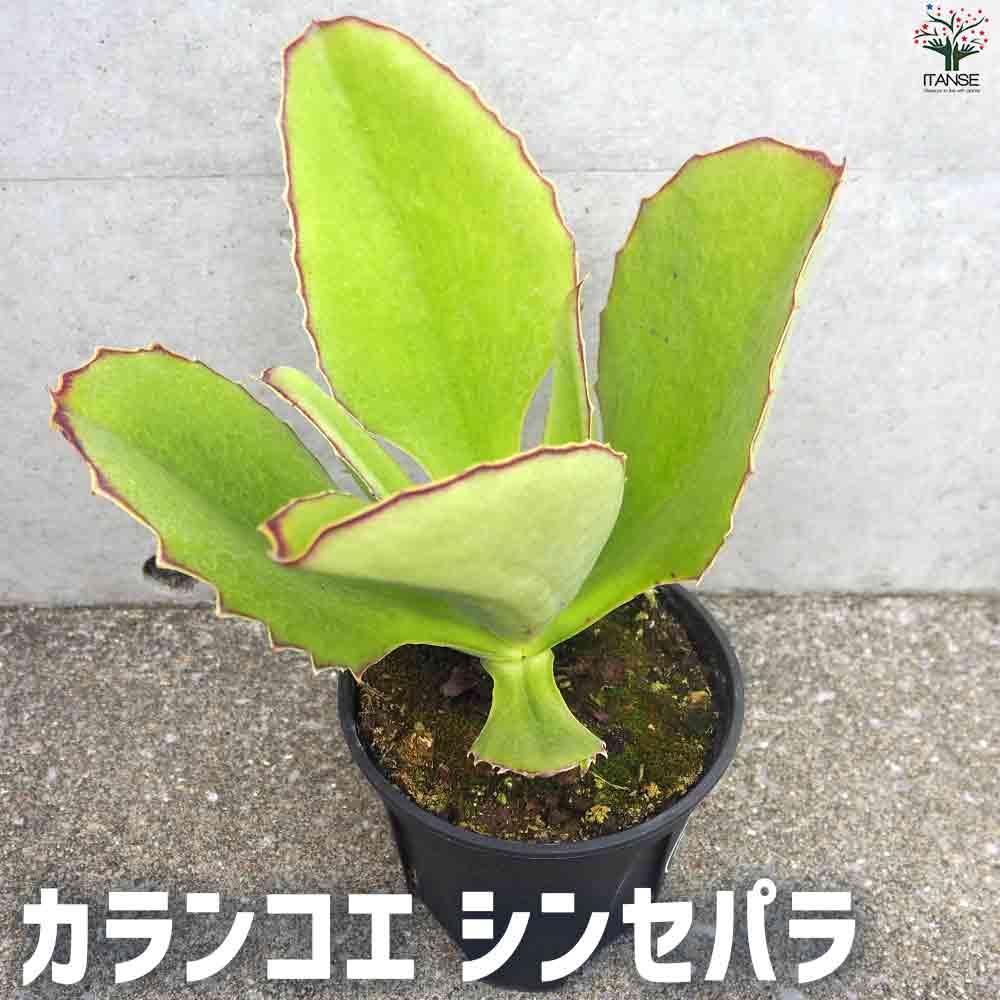 カランコエ  シンセパラ 【多肉植物 5号鉢】