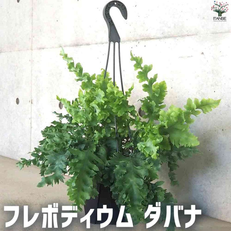 ノーマイチ ライチ苗 6号サイズ ライチ苗 品種 ノーマイチ 6号