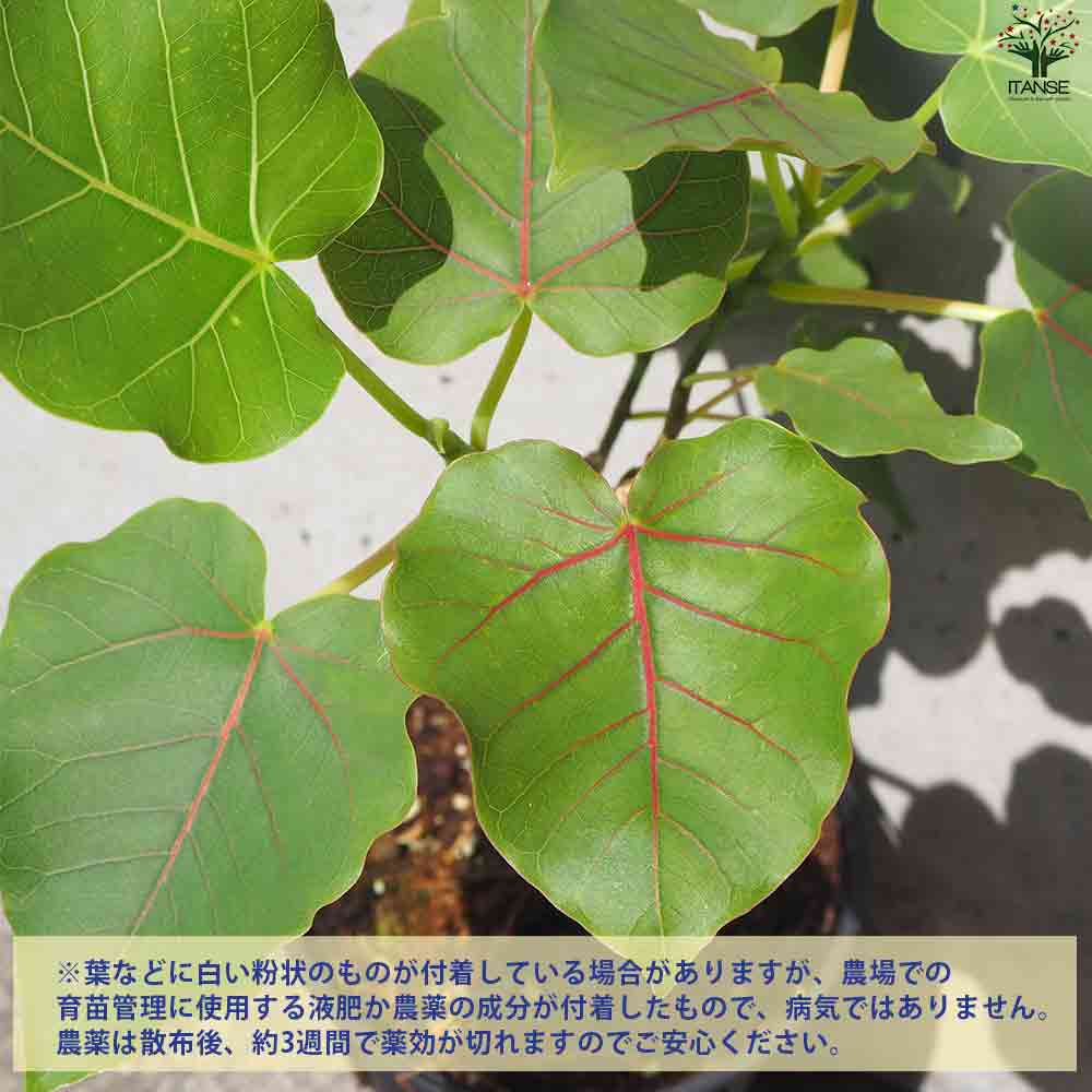 【4月13日まで】フィカス　ペティオラリス フィカス ペティオラリス 【観葉植物 4号ポット】｜ 【植物の