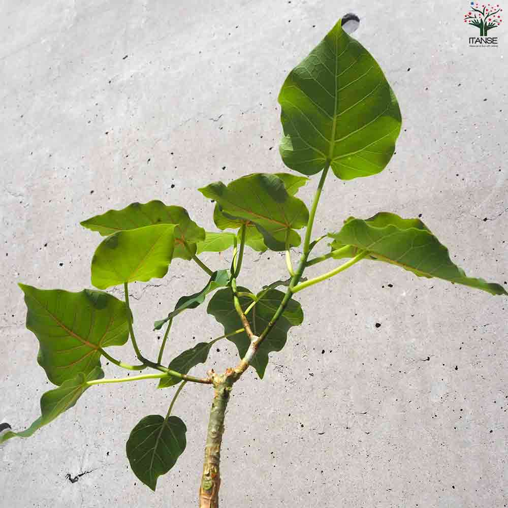 フィカス ペティオラリス 【観葉植物 4号ポット】｜ 【植物の
