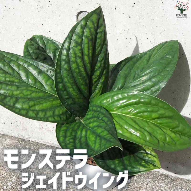 楽天市場】☆希少レア☆国産ライチ苗木☆数量限定☆【グリーン