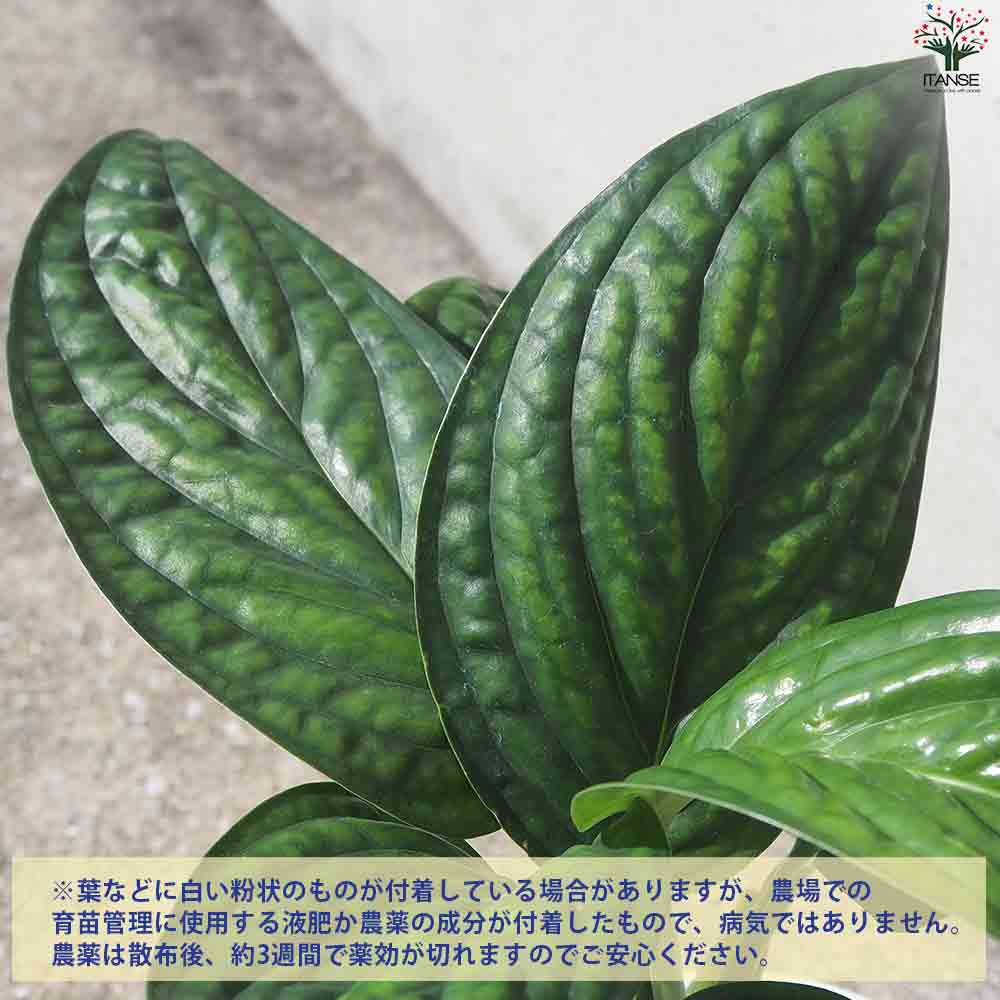 モンステラ ジェイドウイング 【観葉植物 4号ポット】｜ 【植物の