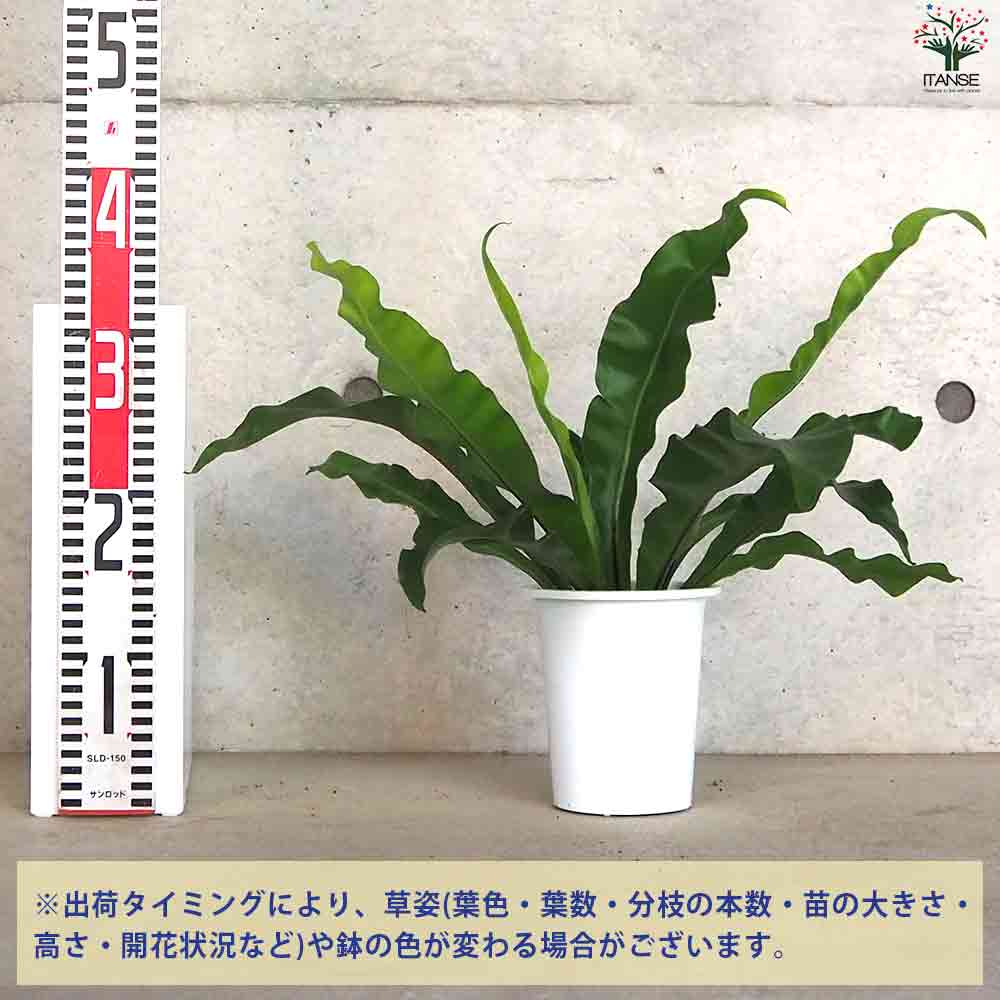 斑入り　アスプレニウム　ニダス　苗　観葉植物 アスプレニウム ニダス 斑入り | GREEN LUCK