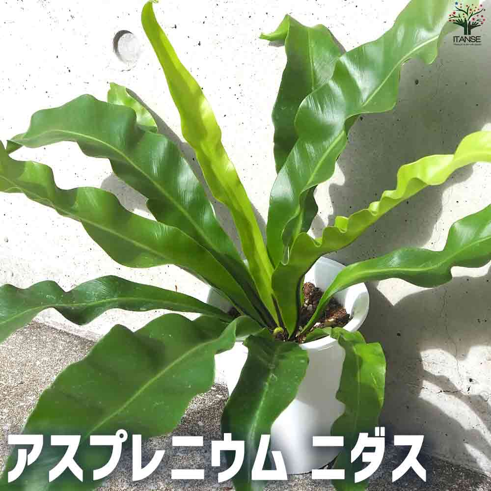 アスプレニウム  ニダス 【観葉植物 4号ポット】