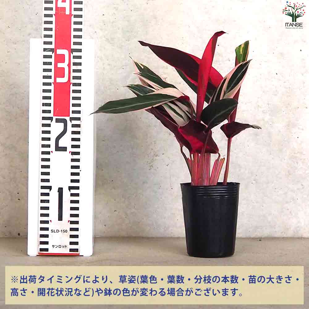 ストロマンテ トリオスタ 【観葉植物 3号ポット】｜ 【植物の