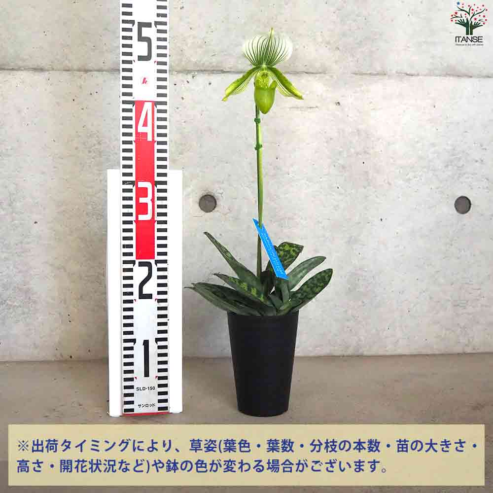 「パフィオペディルム大図鑑 魅惑の原種120」 パフィオペディルム大図鑑: 魅惑の原種120 | 庄司 正夫 |本