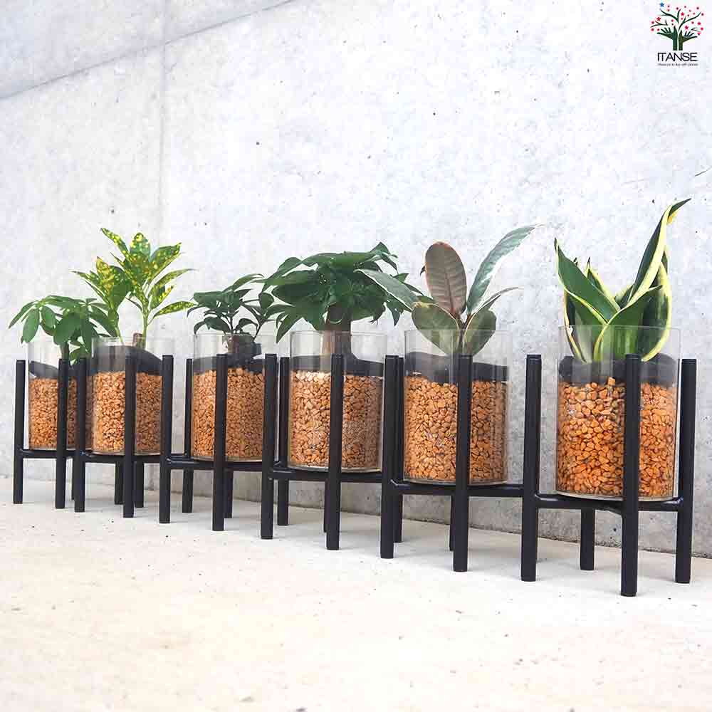 ミニ観葉見計 クリアポットスタンド付 2個～【観葉植物 3.5号ポット