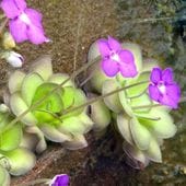 虫取スミレ 【観葉植物  2.5号ポット】|観葉植物