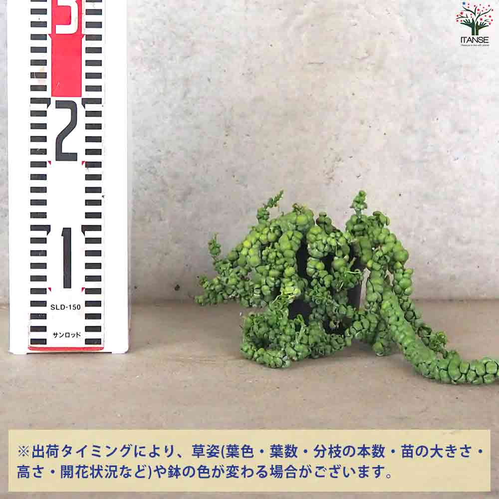 ディスキディア ・ドラゴンジェイド 【多肉植物 4号ポット／1個売り