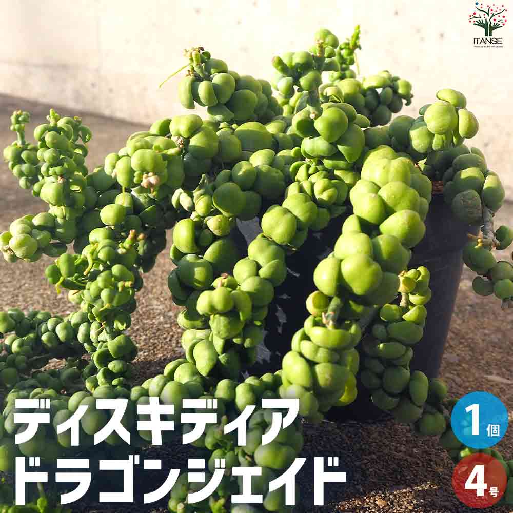 ディスキディア ・ドラゴンジェイド 【多肉植物 4号ポット／1個売り】