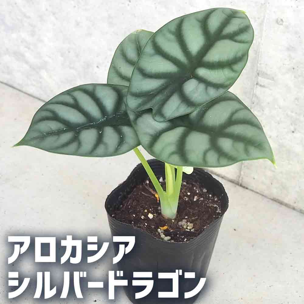 極斑 アロカシア シルバードラゴン アルボ アロカシア シルバードラゴン | GREEN LUCK
