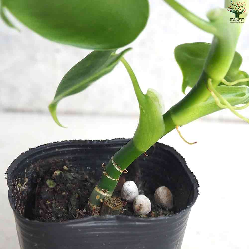 フィロデンドロン ・グラジリアエ 【観葉植物 2.5号ポット】｜ 【植物