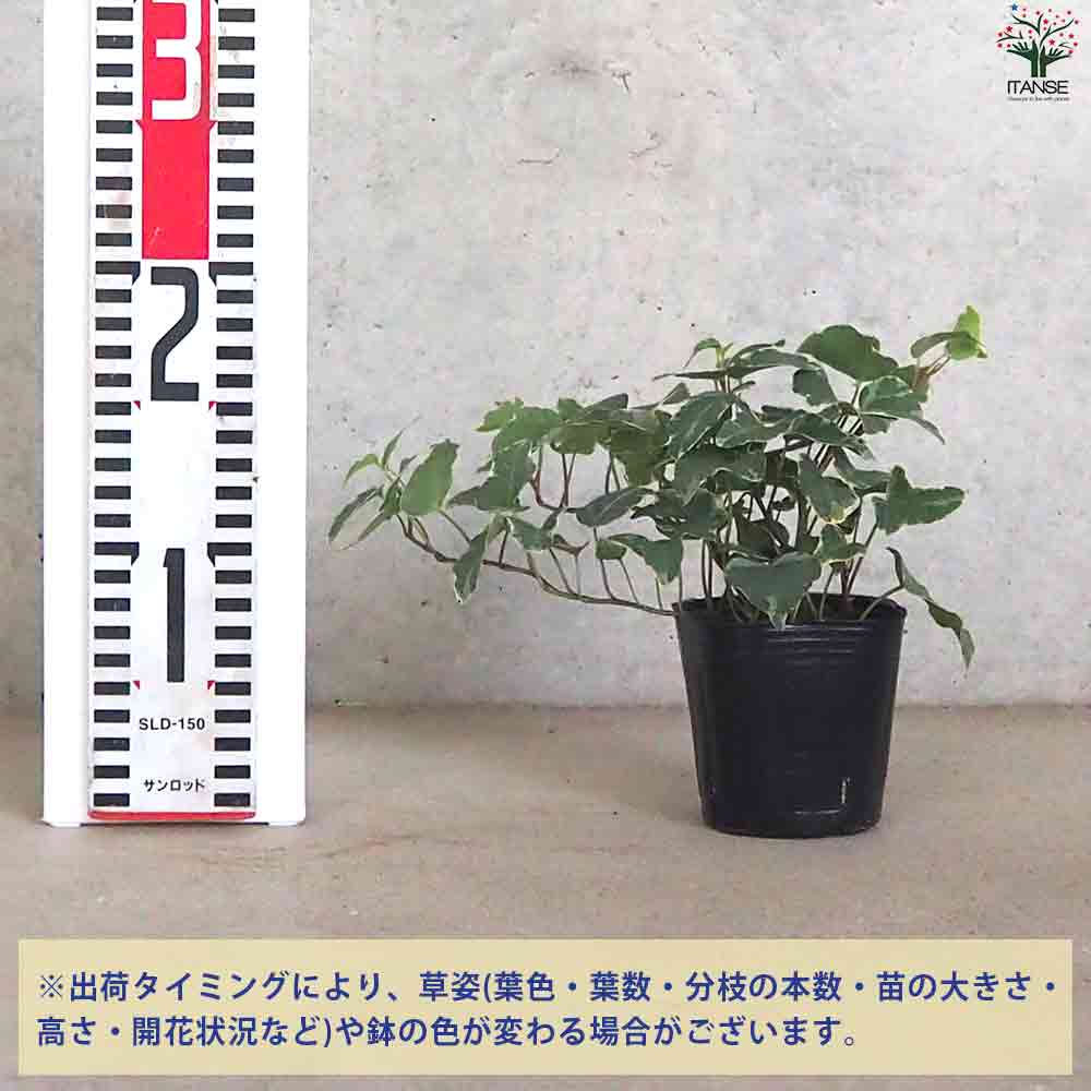 追加商品画像
