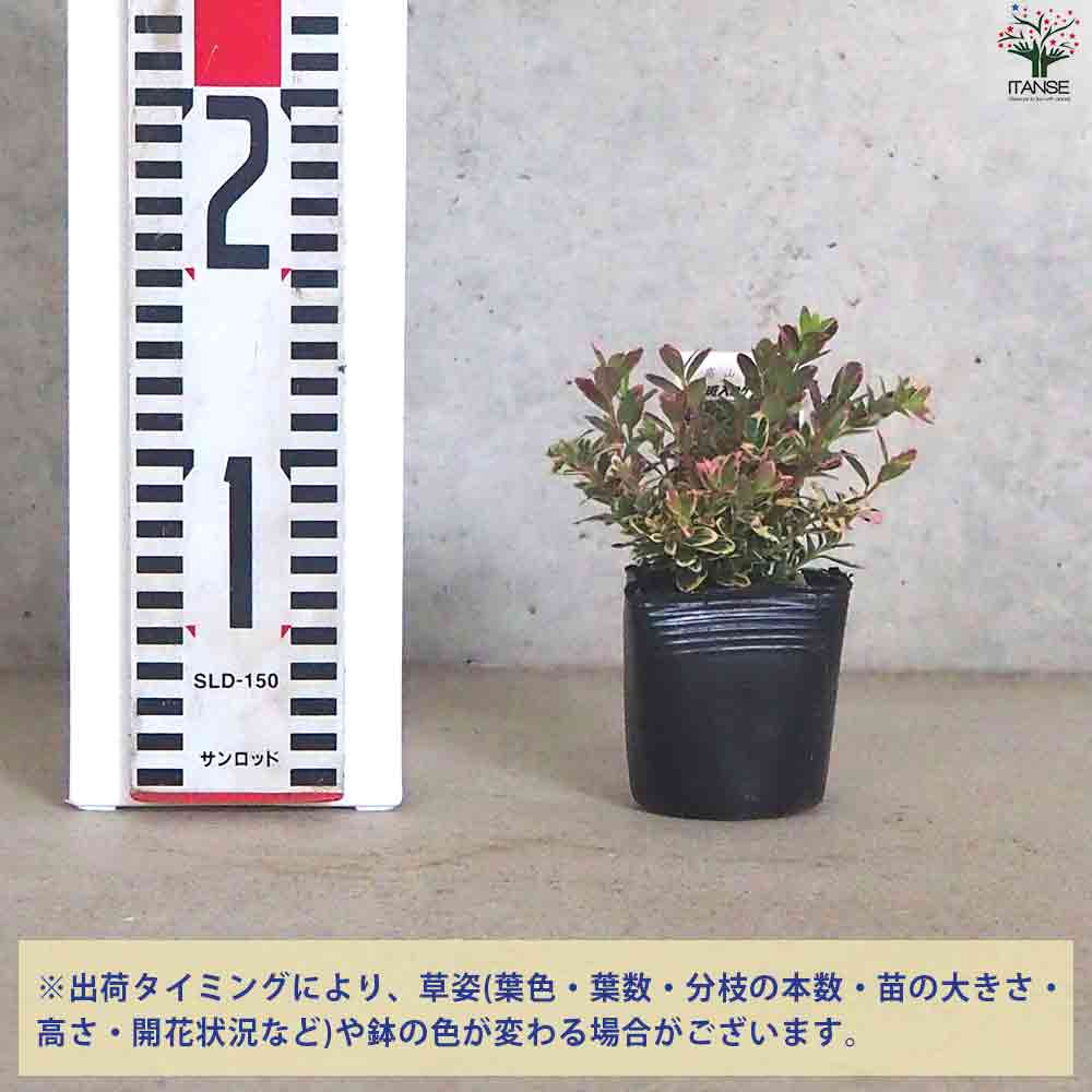 コケモモ斑入 【果樹の苗 2.5号ポット】｜ 【植物のITANSE】全品