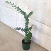 ユーカリ  銀世界 【庭木 6号鉢／1個売り】|植木・花木