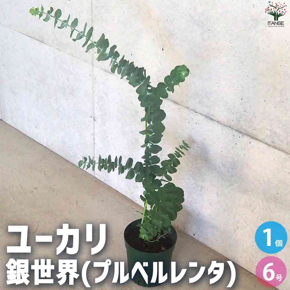 ユーカリ 銀世界 【庭木 6号鉢／1個売り】｜ 【植物の