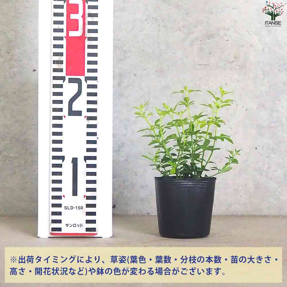 ヒマラヤソケイ イエローバタフライ 【花苗 3号ポット】｜ 【植物の
