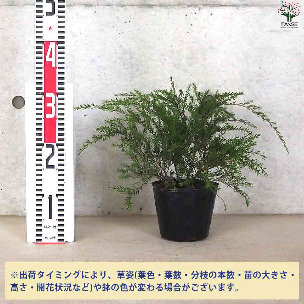 バーケア ・リニフォリア 【庭木 4.5号ポット／1個売り】｜ 【植物の