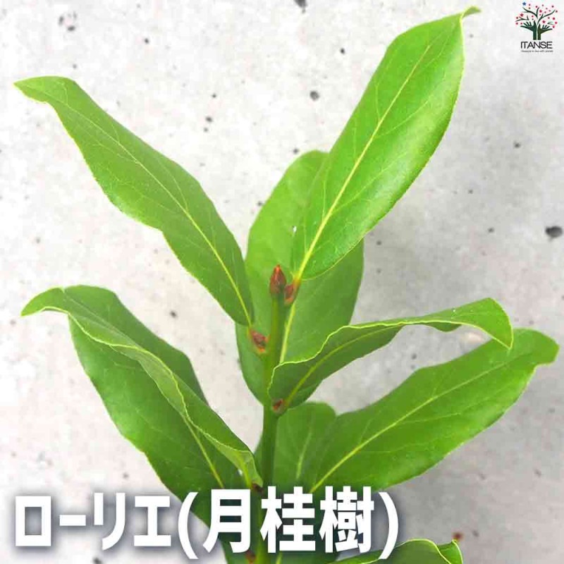 月桂樹（ローリエ）｜【植物のITANSE】全品送料無料・即出荷!