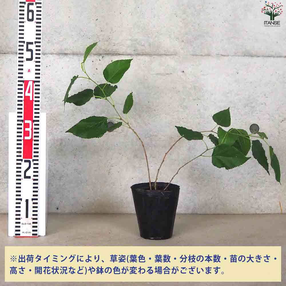 桑の木大樹・マルベリー10年・幹約10㌢ 桑の木大樹・マルベリー10年・幹約10㌢ maruberry_70cm.jpg