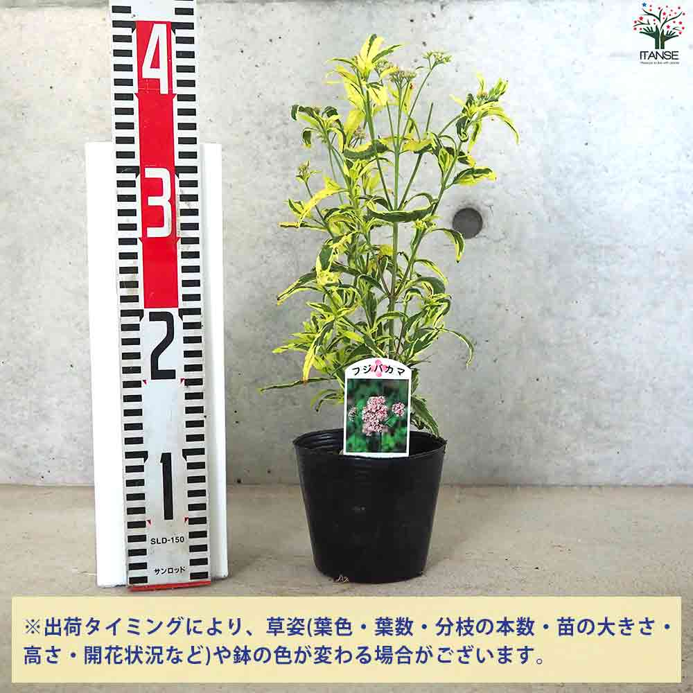 フジバカマ(斑入り) 【花苗 4号ポット】｜ 【植物のITANSE】全品