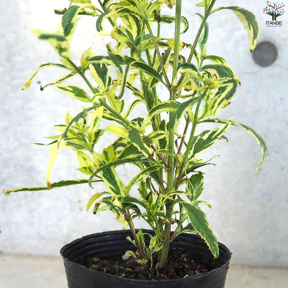 フジバカマ(斑入り) 【花苗 4号ポット】｜ 【植物のITANSE】全品