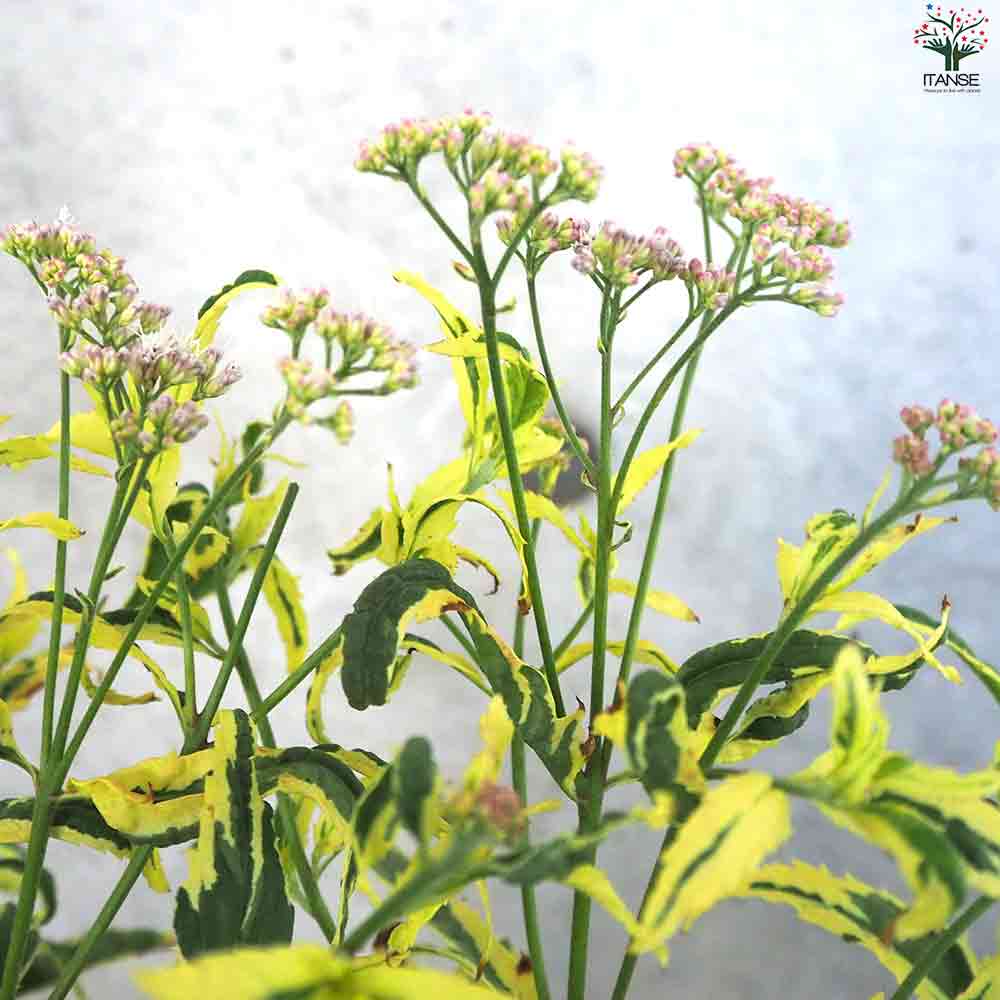 確認用　フジバカマ　斑入り　2ポット フジバカマ苗 フジバカマ 斑入り 2ポット価格 - メルカリ