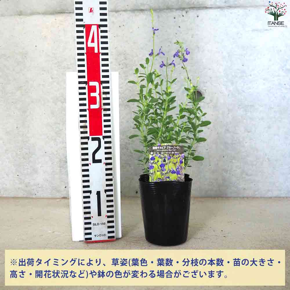 宿根サルビア ブルーノート 【花苗 3.5号ポット】｜ 【植物の