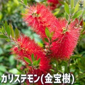 カリステモン(金宝樹) 【花苗 4.5号ポット】|花苗