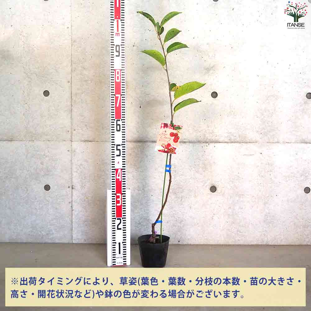 サワーチェリー モンモレンシー 【果樹の苗木 4.5号ポット】｜ 【植物