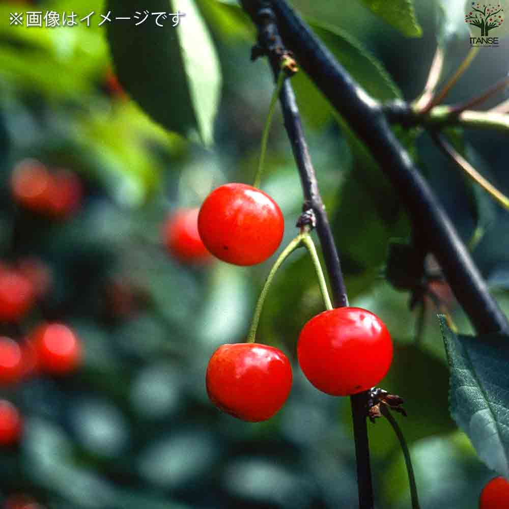 サワーチェリー モンモレンシー 【果樹の苗木 4.5号ポット】｜ 【植物