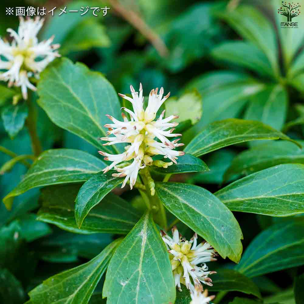 フッキソウ！３５本！ポット出し フッキソウ！35本！ポット出し 楽天市場】フッキソウ10Potセット