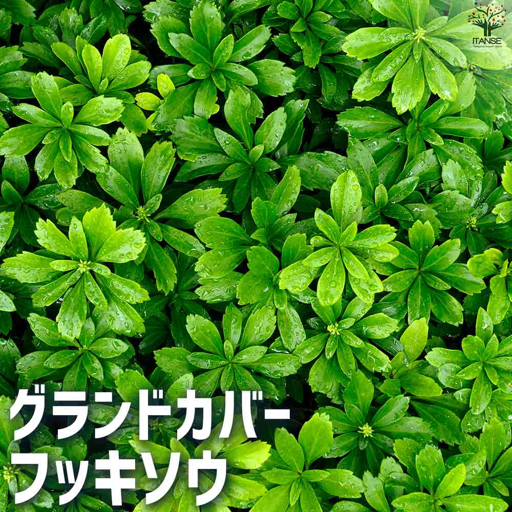 フッキソウ！３５本！ポット出し 楽天市場】【1ポット】フッキソウ 高さ10cm程度 ポット直径9cm