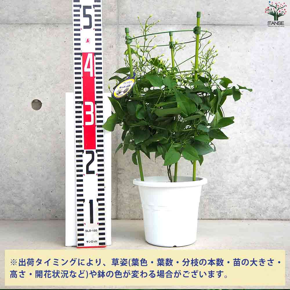 木立クレマチス 仙人草 【花苗 5号ポット】｜ 【植物のITANSE