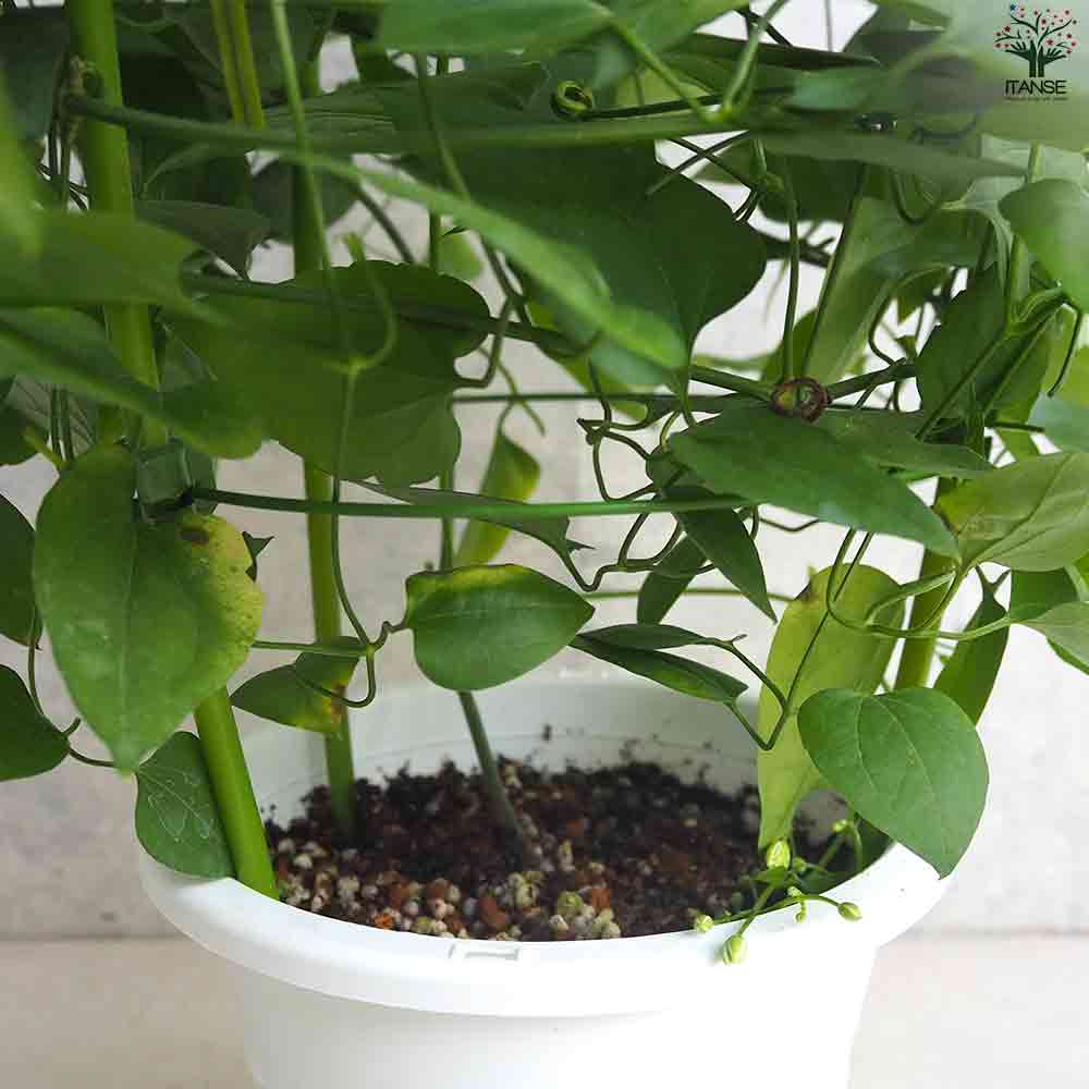 木立クレマチス 仙人草 【花苗 5号ポット】｜ 【植物のITANSE