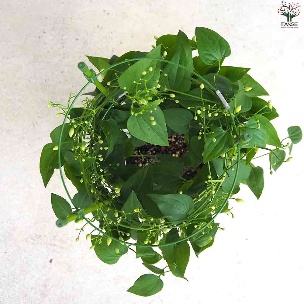 木立クレマチス 仙人草 【花苗 5号ポット】｜ 【植物のITANSE