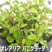 オレアリア  パニクラータ 【庭木 3号ポット】|植木・花木