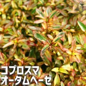コプロスマ  オータムヘーゼ 【庭木 3号ポット】|植木・花木