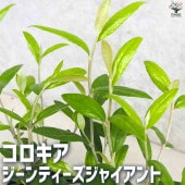 コロキア  ジーンティーズジャイアント 【庭木 3号Lポット】|植木・花木