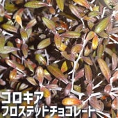 コロキア  フロステッドチョコレート 【庭木 3号ポット】|植木・花木