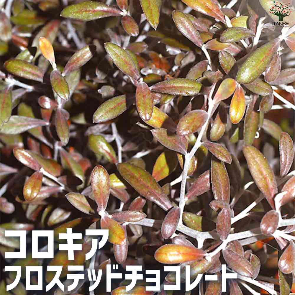 コロキア フロステッドチョコレート 【庭木 3号ポット】｜ 【植物の