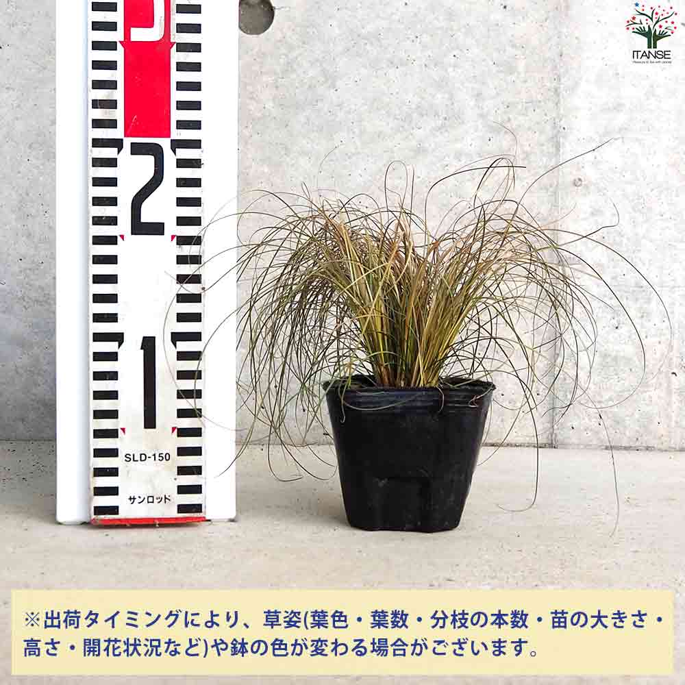 カレックス9鉢 【公式通販】
