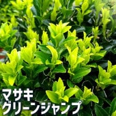 マサキ  グリーンジャンプ 2個〜【庭木 9cmポット】|植木・花木