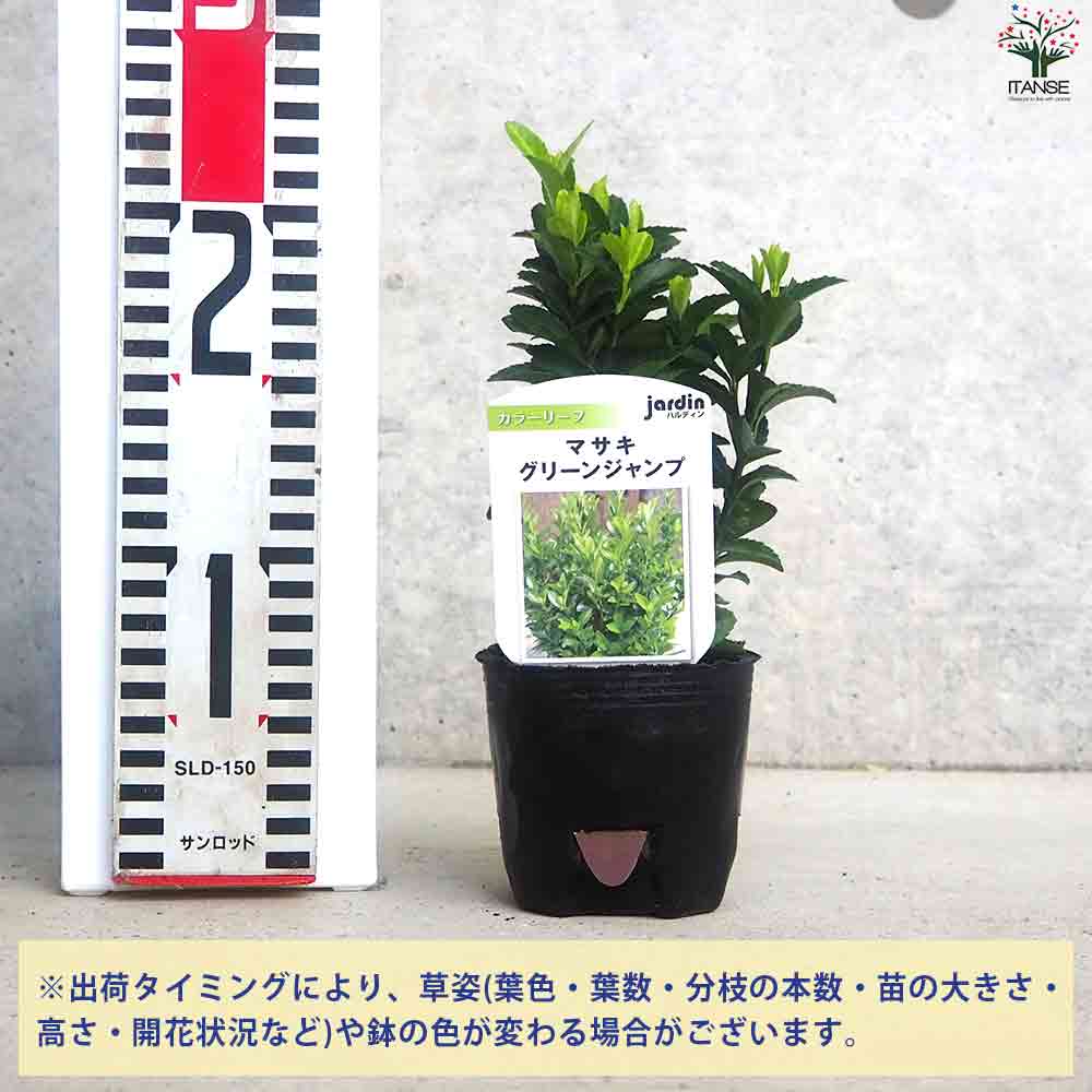 庭木　2本 楽天市場】モダン 日なた セットアップガーデン 植木 苗 庭木 セット